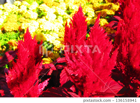 埼玉縣河口市河口站前花壇中盛開的鮮紅色雞冠花(雞冠草)。 埼玉縣河口市河口站前花壇中盛開的鮮紅色雞冠花(雞冠草)。 136158941