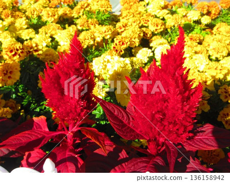A view of bright red celosia (cockscomb) in a flowerbed in front of Kawaguchi Station in Kawaguchi City, Saitama Prefecture 136158942