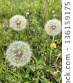 Dandelion fluff 136159175