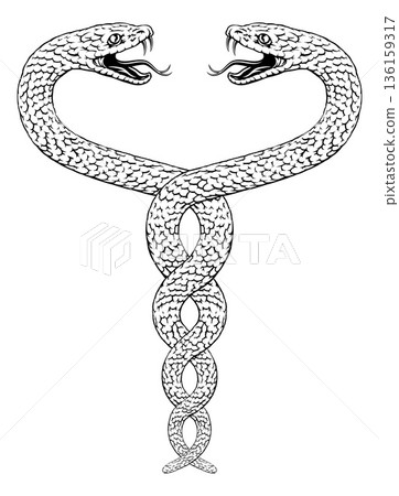 Snakes Two Intertwined Helix Vintage Illustration 136159317