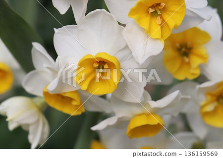 Daffodil flower with white petals and yellow crown blooming in a winter garden Daffodil flower with white petals and yellow crown blooming in a winter garden 136159569