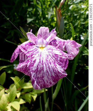 Purple Hana shawve Purple Hana shawve 136159571