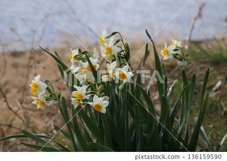 冬天河岸邊盛開著白色花瓣、黃色花冠的水仙花。 136159590