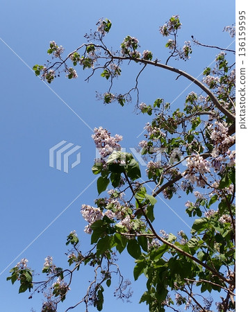 招標之花 136159595