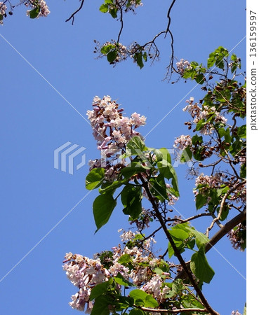 招標之花 招標之花 136159597