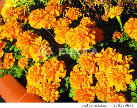 埼玉縣河口市河口車站前花壇中的萬壽菊美景 136159631