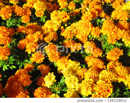 Marigold flower scenery in the flowerbed in front of Kawaguchi Station in Kawaguchi City, Saitama Prefecture Marigold flower scenery in the flowerbed in front of Kawaguchi Station in Kawaguchi City, Saitama Prefecture 136159632
