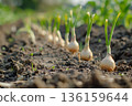 Onions growing in the ground 136159644