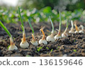 Onions growing in the ground 136159646