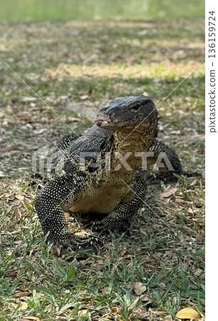 Asian water monitor lizard resting on grass Asian water monitor lizard resting on grass 136159724