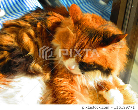 A long-haired calico cat sleeping in the sun 136159771