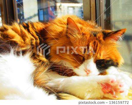 A long-haired calico cat sleeping in the sun A long-haired calico cat sleeping in the sun 136159772