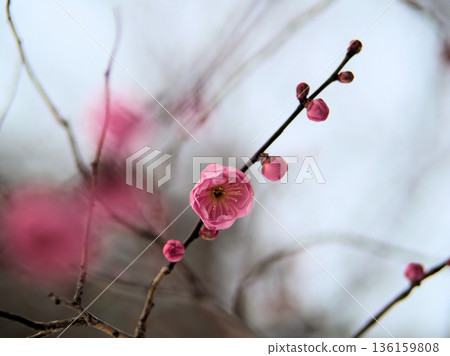 美麗的粉紅色梅花“禦界光”在寒冷的1月盛開。 美麗的粉紅色梅花“禦界光”在寒冷的1月盛開。 136159808
