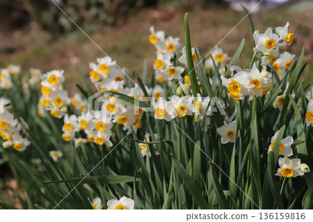 Daffodil flowers with white petals and yellow corona blooming in a winter park Daffodil flowers with white petals and yellow corona blooming in a winter park 136159816