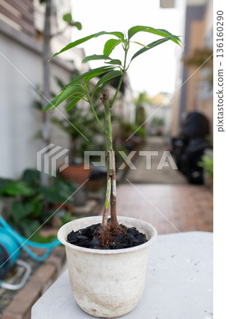 Mango Grafting with Added Roots on Seedling Rootstock in a Small Pot Mango Grafting with Added Roots on Seedling Rootstock in a Small Pot 136160290