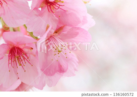 Kawazu cherry blossoms close-up cherry blossoms 136160572