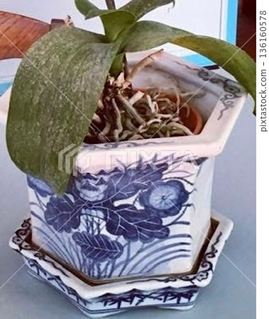 Monet's House in Giverny, France: Blue and white oriental potted plants beloved by the Impressionist painter 136160578