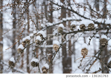 Fruit of larch Fruit of larch 136161763