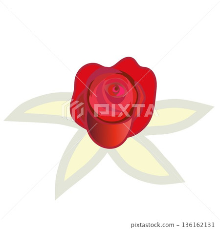 Illustration of a red rose Illustration of a red rose 136162131