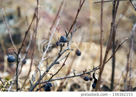 Wild dried berries on bare branch. Close up of plant with shriveled blue fruit. Nature decay and winter season concept 136162153
