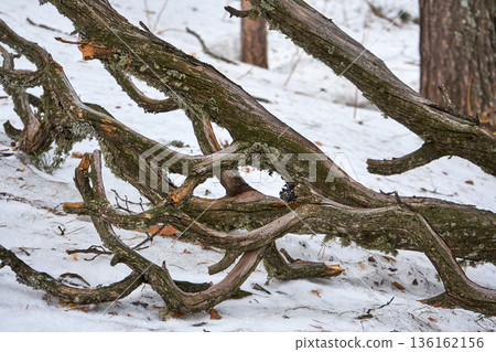 Bare tree branches covered with lichen lying on white snow, representing winter forest landscape and natural decomposition process. Bare tree branches covered with lichen lying on white snow, representing winter forest landscape and natural decomposition process. 136162156