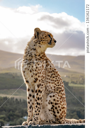 Elegant cheetah sitting and looking to the side in a safari landscape. Wildlife nature concept. Conservation of endangered animals. Elegant cheetah sitting and looking to the side in a safari landscape. Wildlife nature concept. Conservation of endangered animals. 136162172