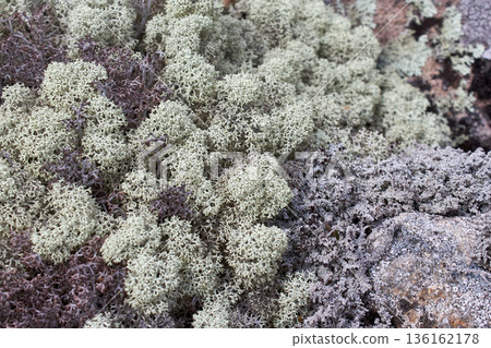 Close up view of reindeer lichen on a rock. Detailed natural texture for eco friendly design or background pattern 136162178
