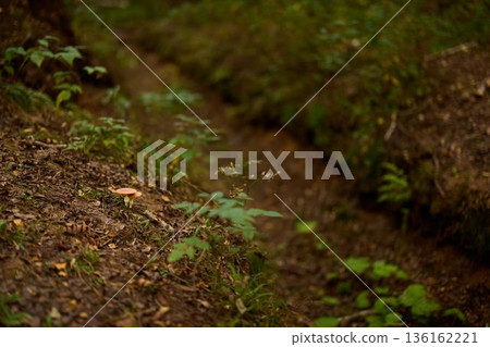 Hidden woodland valley featuring mossy banks and damp earthy trail 136162221