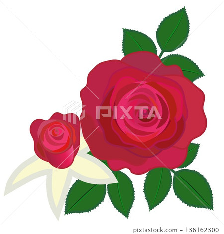 Illustration of a red rose Illustration of a red rose 136162300