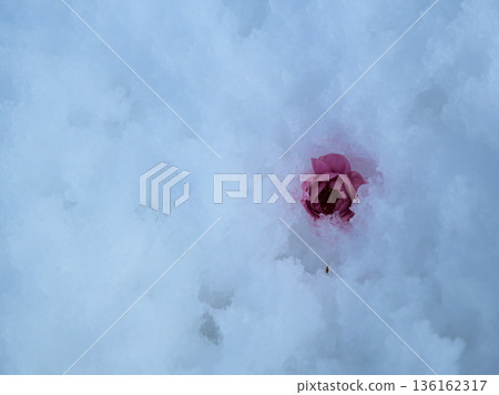 一月份的雪中飄落著未開放的紅梅花。 一月份的雪中飄落著未開放的紅梅花。 136162317