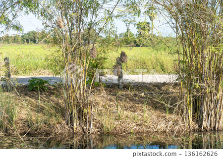 Weaver bird nests hanging from bamboo branches by a roadside canal in a rural tropical landscape. Lush green rice fields and bright sunny day create a serene natural countryside scene. 136162626