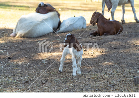 A young brown and white baby goat kid stands in the foreground on a farm, with adult Boer goats resting in the shade behind. Livestock farming and animal husbandry concept in outdoor pasture. A young brown and white baby goat kid stands in the foreground on a farm, with adult Boer goats resting in the shade behind. Livestock farming and animal husbandry concept in outdoor pasture. 136162631