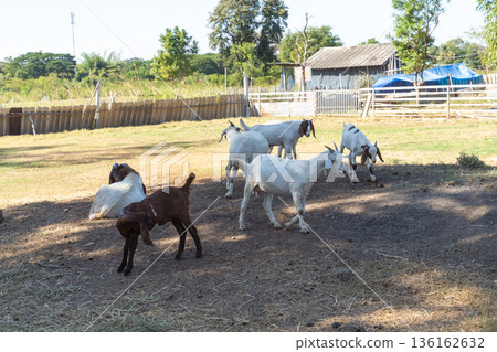A herd of white and brown goats resting and standing in a shaded paddock on a sunny day. The rural farm scene includes wooden fencing, green trees, and rustic outbuildings in the background. A herd of white and brown goats resting and standing in a shaded paddock on a sunny day. The rural farm scene includes wooden fencing, green trees, and rustic outbuildings in the background. 136162632