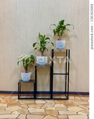 室內設計採用自然風格,三層盆栽植物呈階梯狀排列。 室內設計採用自然風格,三層盆栽植物呈階梯狀排列。 136162668