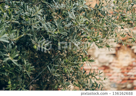 Olive tree with green olives growing near an old brick wall in a rural area Olive tree with green olives growing near an old brick wall in a rural area 136162688