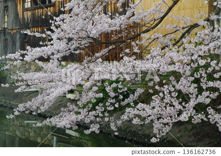 春天,滋賀縣近江八幡市的運河裡櫻花盛開,遊船來來去去。 春天,滋賀縣近江八幡市的運河裡櫻花盛開,遊船來來去去。 136162736