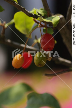 夏季口香糖 1 夏季口香糖 1 136163585