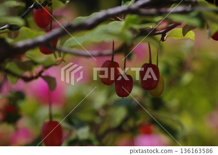 Summer Gum 2 136163586