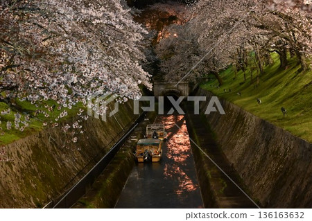 Cherry trees at Lake Biwa hydrophobia at night 136163632