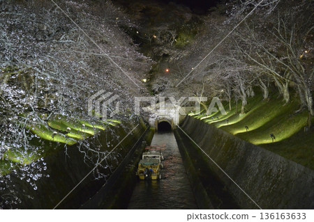 琵琶湖運河沿岸夜晚燈光璀璨的櫻花 琵琶湖運河沿岸夜晚燈光璀璨的櫻花 136163633