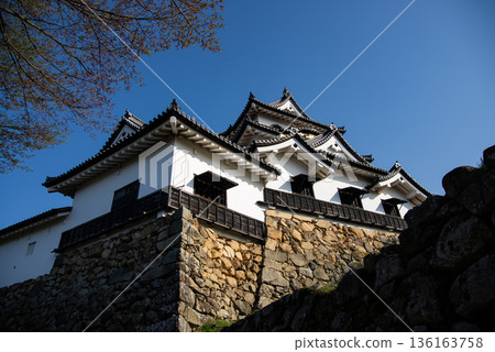 Hikone castle tower in spring Hikone castle tower in spring 136163758