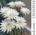White cactus flowers blooming all at once 136164018