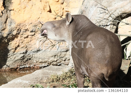 American tapir American tapir 136164110