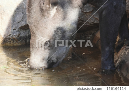 American tapir 136164114
