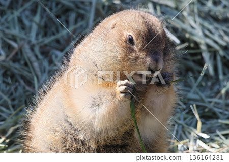 Ogro草原土撥鼠 136164281