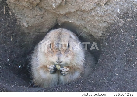Black-tailed prairie dog 136164282