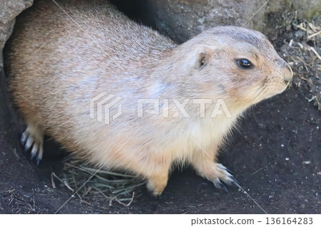 Black-tailed prairie dog 136164283