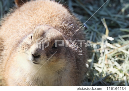 Ogro草原土撥鼠 136164284