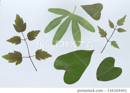 Pressed and dried leaves, flowers isolated on white background. For use in floral patterns, herbariums, scrapbooking. Exotic plants of Mediterranean Sea. Pressed and dried leaves, flowers isolated on white background. For use in floral patterns, herbariums, scrapbooking. Exotic plants of Mediterranean Sea. 136164401