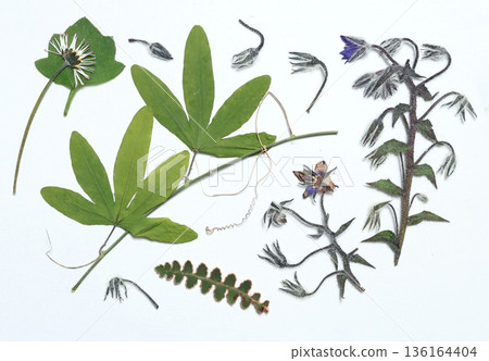 Pressed and dried leaves, flowers isolated on white background. For use in floral patterns, herbariums, scrapbooking. Exotic plants of Mediterranean Sea.  136164404